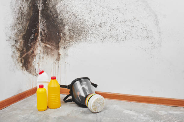 Best Toxic Mold Removal  in Easton, CA