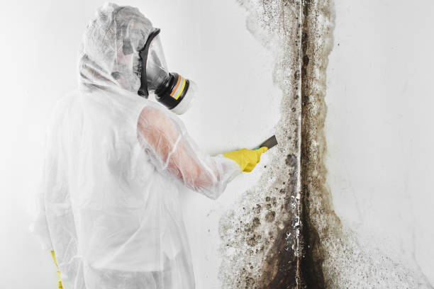 Best Certified Mold Removal  in Easton, CA