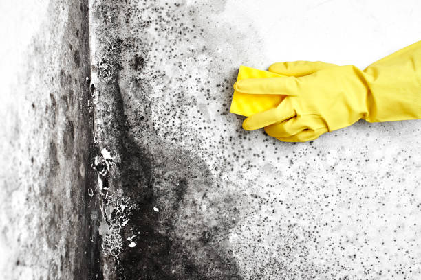 Best Mold Testing  in Easton, CA