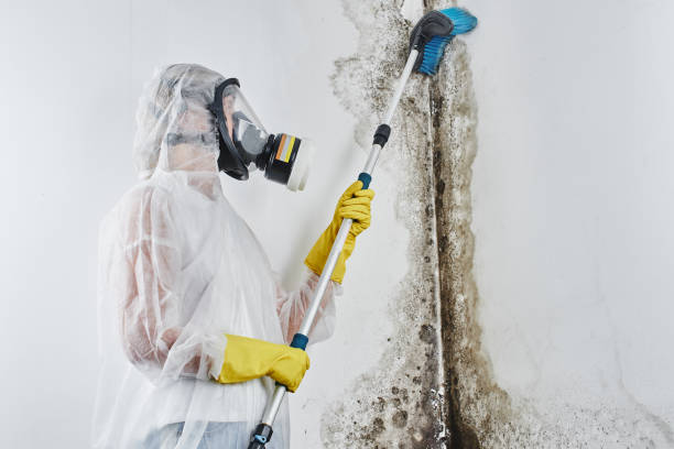 Best Affordable Mold Removal  in Easton, CA