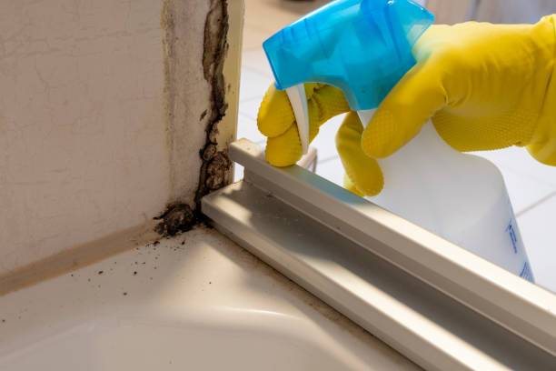 Best Mold Damage Repair  in Easton, CA