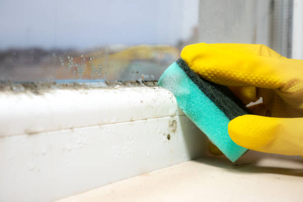 Best Office Mold Removal Services  in Easton, CA