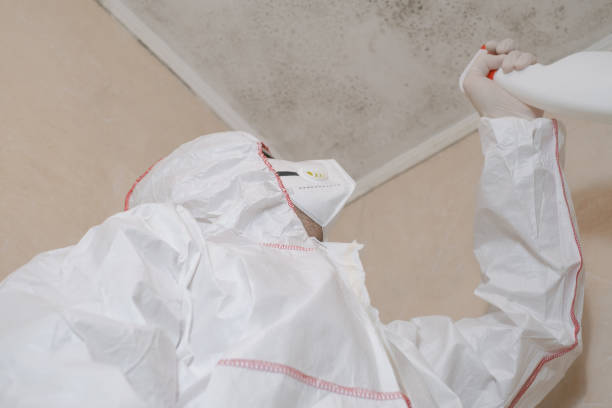 Attic Mold Removal in Easton, CA