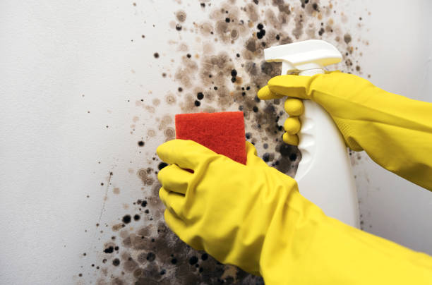 Best Mold Remediation  in Easton, CA