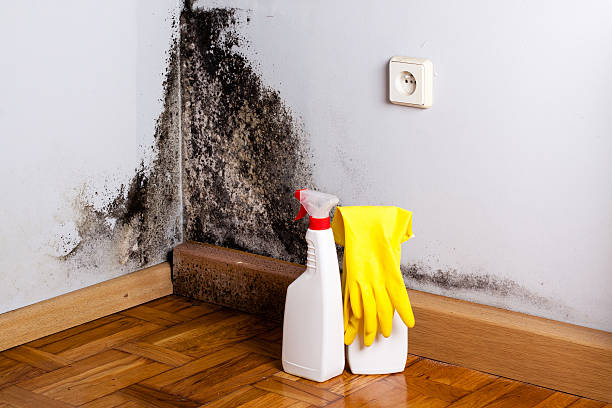 Best Local Mold Removal Service  in Easton, CA