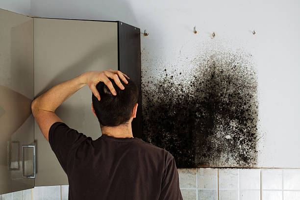 Best Mold Remediation Experts  in Easton, CA