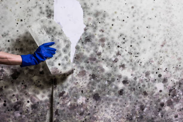 Best Mold Testing  in Easton, CA