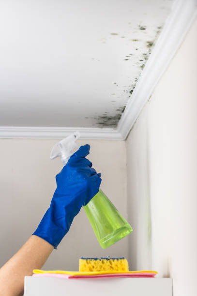 Best Certified Mold Removal  in Easton, CA